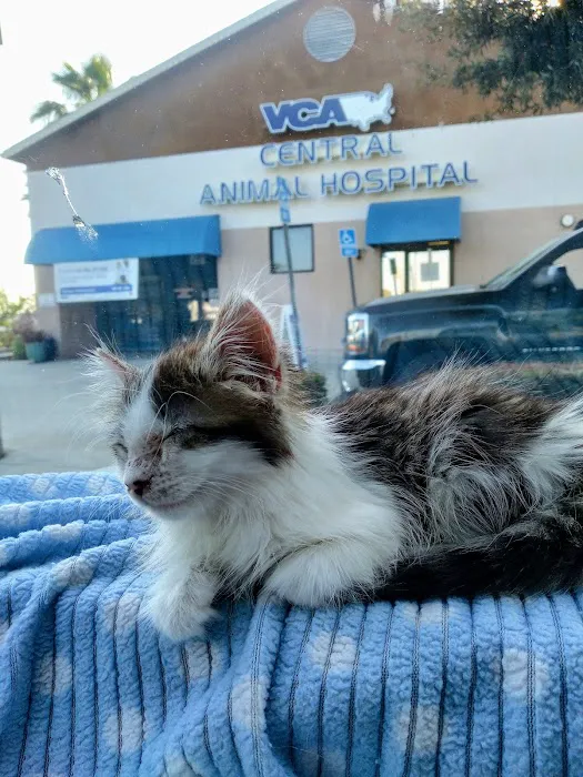 VCA Central Animal Hospital Picture 2