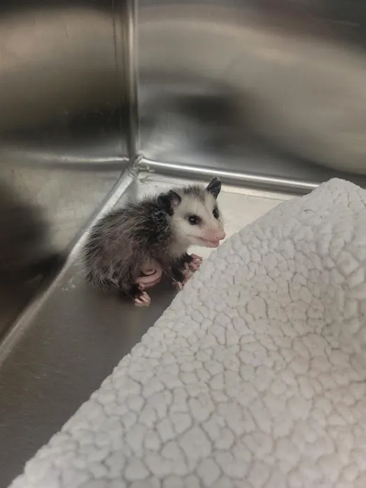 VCA Central Animal Hospital Picture 6