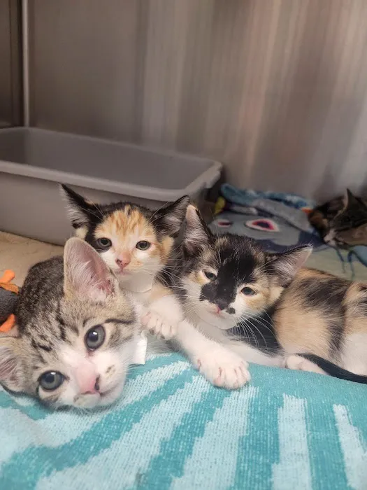 VCA Central Animal Hospital Picture 10