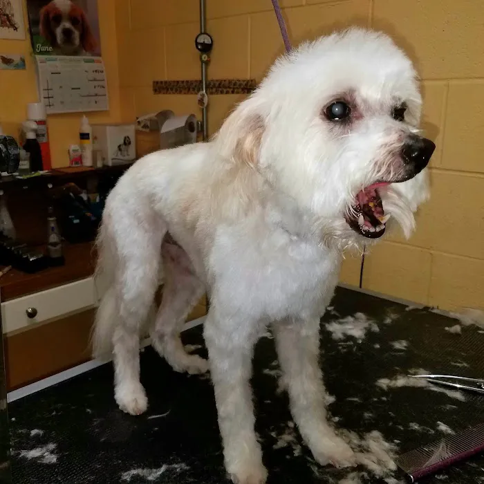 Mountain Avenue Animal Hospital Picture 3