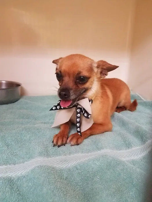 Mountain Avenue Animal Hospital Picture 1