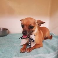 Mountain Avenue Animal Hospital ico