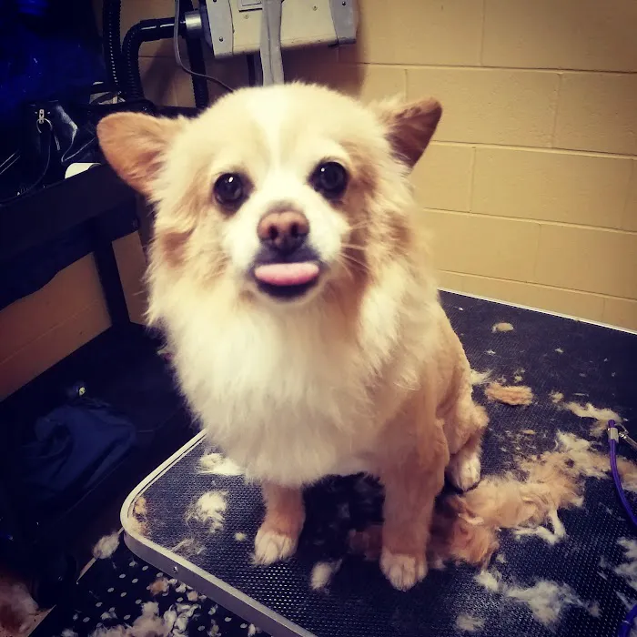 Mountain Avenue Animal Hospital Picture 2