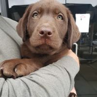 Claremont Veterinary Hospital ico