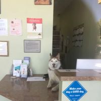 Alleve Animal Hospital ico