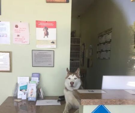 Alleve Animal Hospital