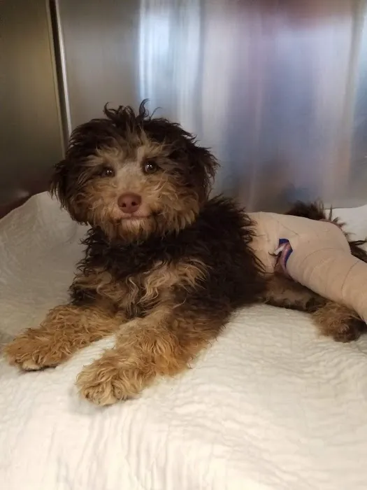 Alleve Animal Hospital Picture 2