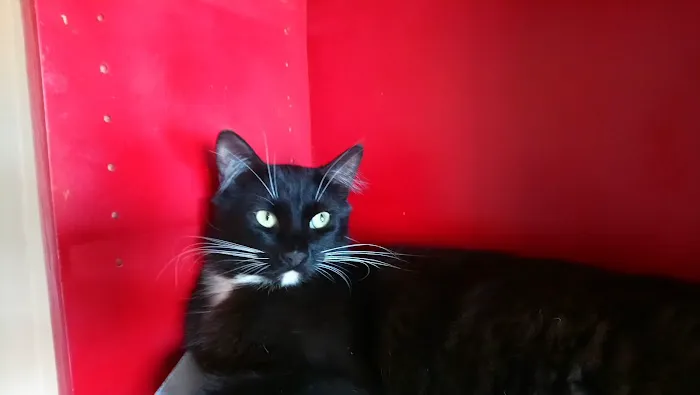 Euclid-Walnut Pet Clinic Picture 2