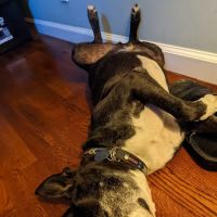 Euclid-Walnut Pet Clinic ico