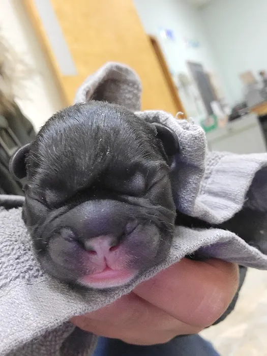 Euclid-Walnut Pet Clinic Picture 6