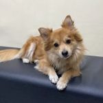 Ontario Veterinary Hospital