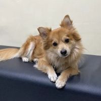 Ontario Veterinary Hospital ico