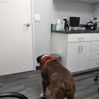 Eye Care for Animals - Upland ico