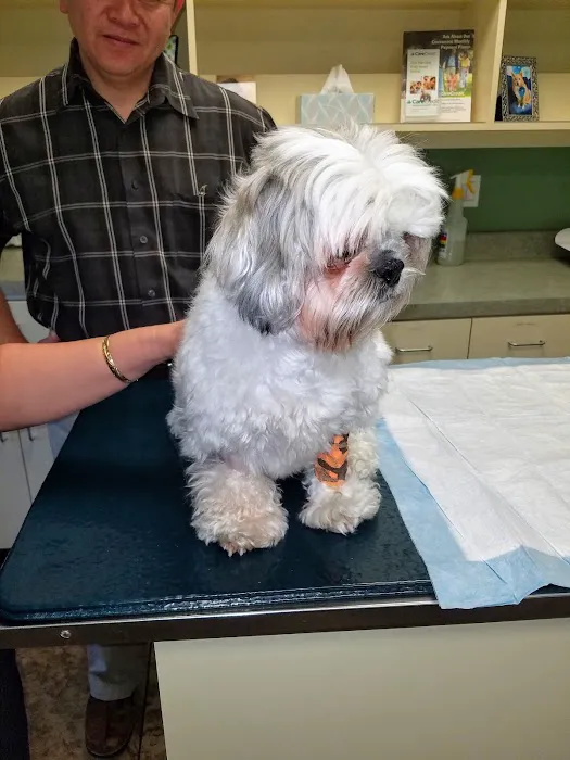 Eye Care for Animals - Upland Picture 9