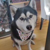 We Talk Pets! Animal Hospital ico