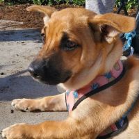 Mountain View Veterinary Hospital ico