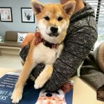VCA Contra Costa Animal Hospital