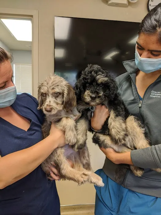 VCA Contra Costa Animal Hospital Picture 8