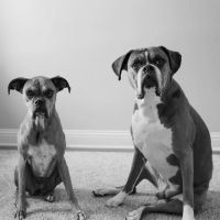Prosper North Animal Medical Center ico
