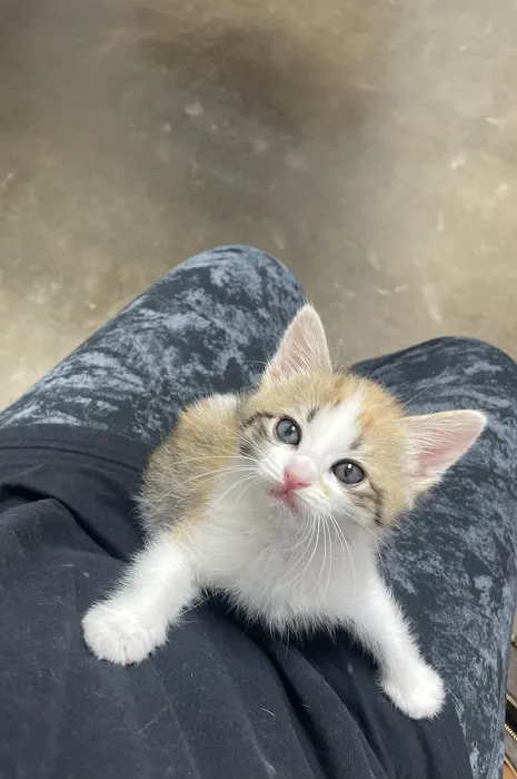 Neighborhood Vet Care Picture 1