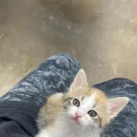 Neighborhood Vet Care ico