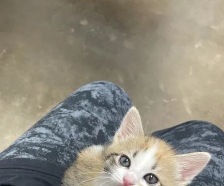 Neighborhood Vet Care
