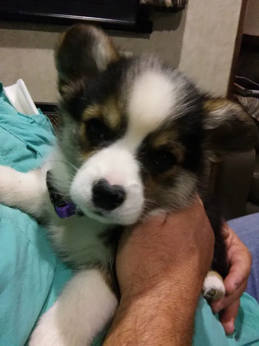 Prosper Pet Clinic Picture 2