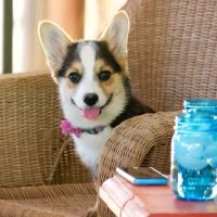 Prosper Pet Clinic ico
