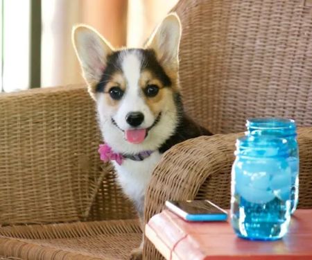 Prosper Pet Clinic