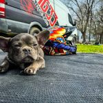 CityVet | Celina Crossing