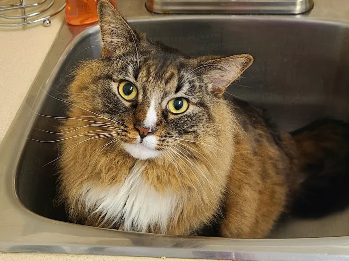 Meadow Brook Animal Hospital Picture 3