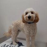 McKinney Emergency Veterinary Clinic