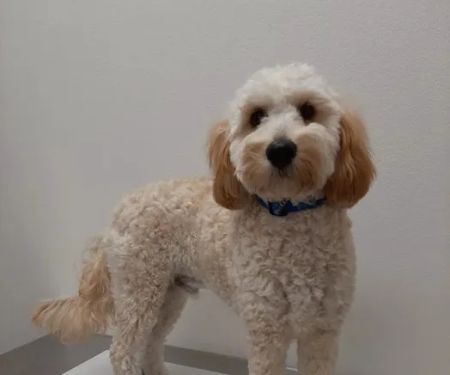 McKinney Emergency Veterinary Clinic