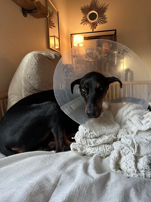 McKinney Emergency Veterinary Clinic Picture 7