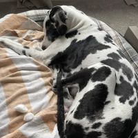 Cross Timbers Veterinary Center & Boarding Facility ico