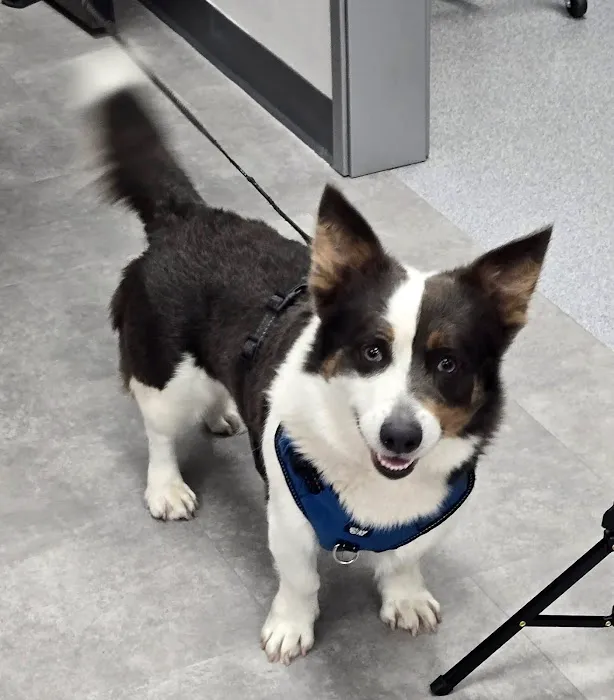 Petvise Animal Hospital Picture 1