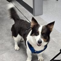 Petvise Animal Hospital ico