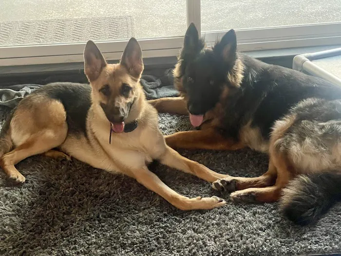 Perky Paws Pet Hospital Picture 2