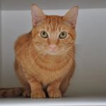 Perky Paws Pet Hospital