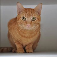 Perky Paws Pet Hospital ico