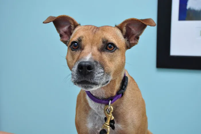 Perky Paws Pet Hospital Picture 10