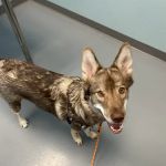 easyvet Veterinarian Allen