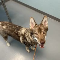 easyvet Veterinarian Allen ico