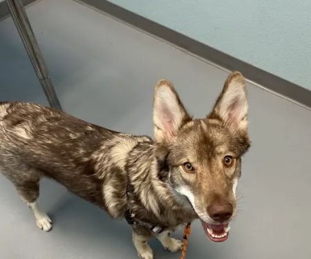 easyvet Veterinarian Allen