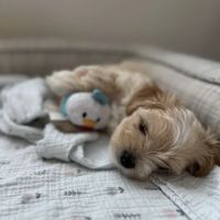 Legacy Humane Veterinary Clinic ico