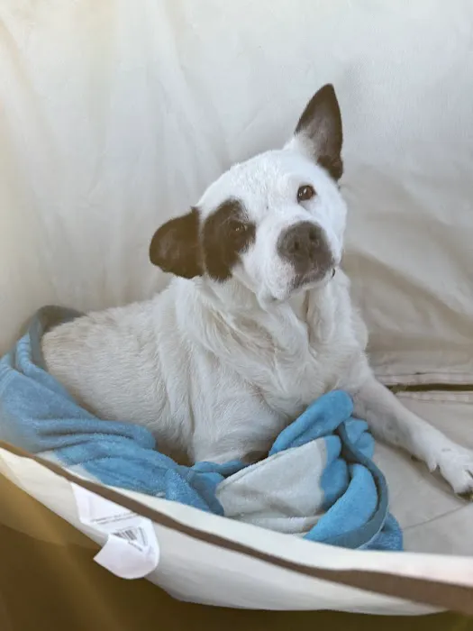 Legacy Humane Veterinary Clinic Picture 3