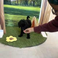 Chewy Vet Care McKinney ico