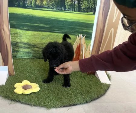 Chewy Vet Care McKinney