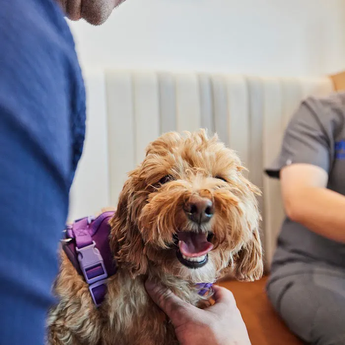 Chewy Vet Care McKinney Picture 3