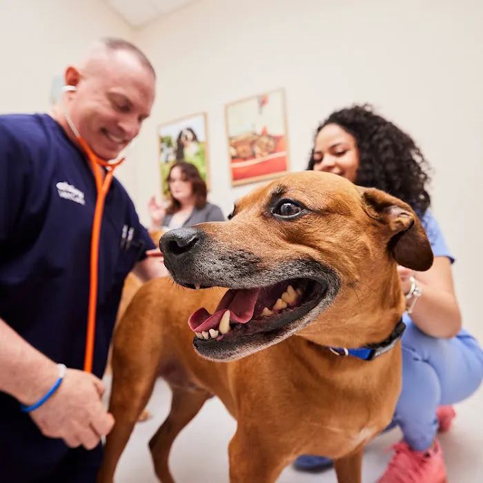 Chewy Vet Care McKinney Picture 7
